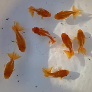オランダ獅子頭