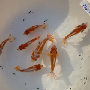 更紗和金