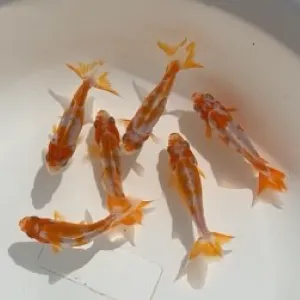 更紗和金