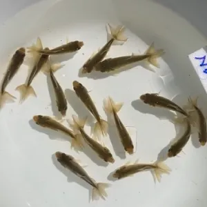 褪色前の和金