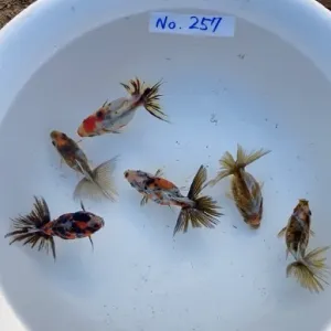 ブロードテール琉金