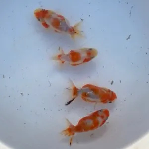 桜錦