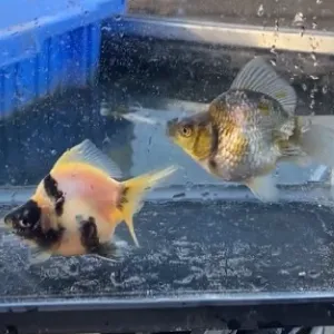 変わり琉金
