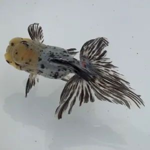 墨東錦（天青）
