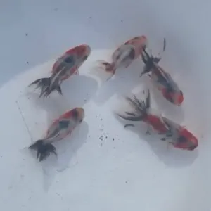 東錦
