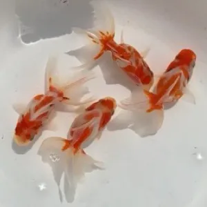 桜東錦