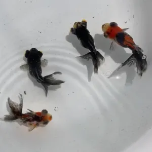 ドラゴンスケール竜眼