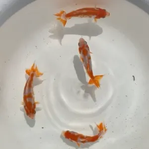 更紗和金