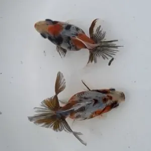 キャリコ土佐金