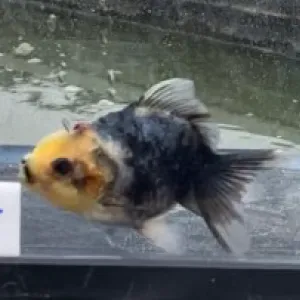 五色東錦