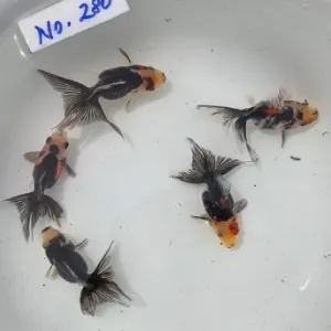 変わり東錦