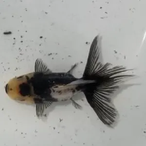ドラゴンスケール東錦