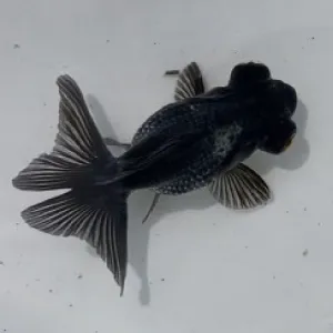 銀鱗出目金