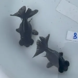 銀鱗出目金