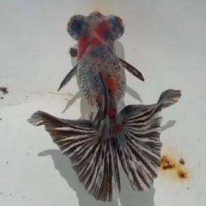 蝶尾