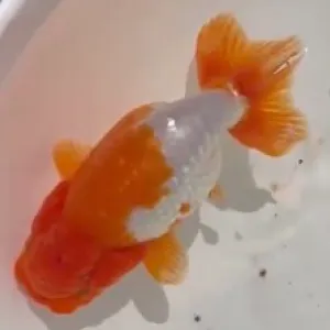 らんちゅう