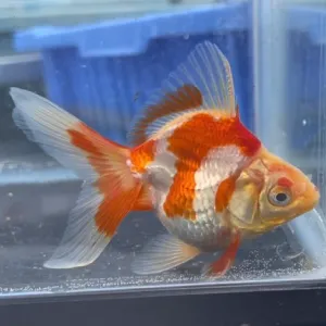 琉金