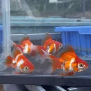 琉金