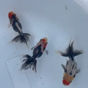 変わり東錦