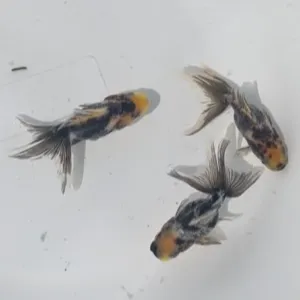 変わり東錦