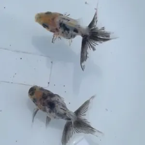 変わりドラゴンスケール東錦