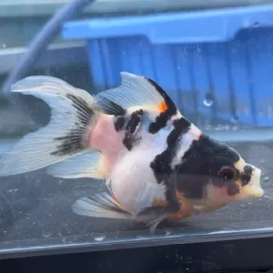 変わりドラゴンスケール金魚
