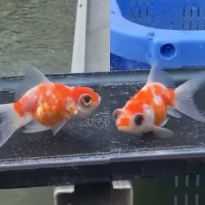 ドラゴン桜竜眼