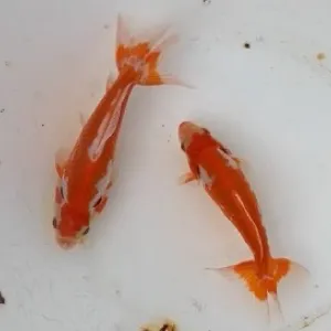 更紗和金