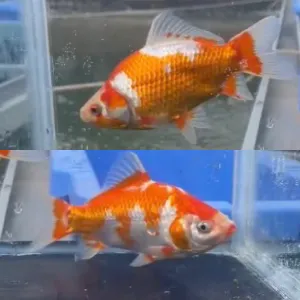鮒尾和金