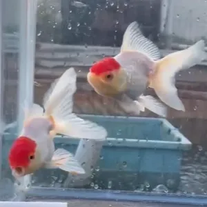 丹頂