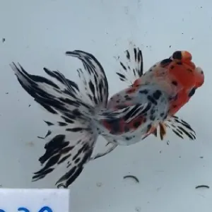 東錦