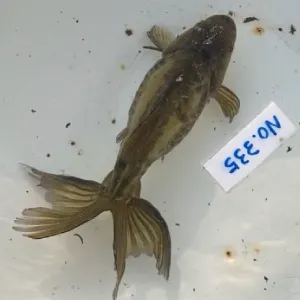 ドラゴンスケール