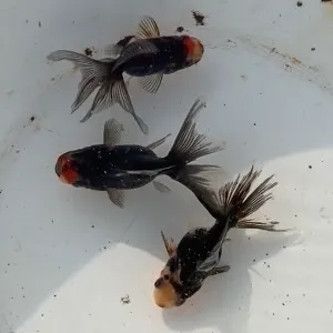 変わり東錦