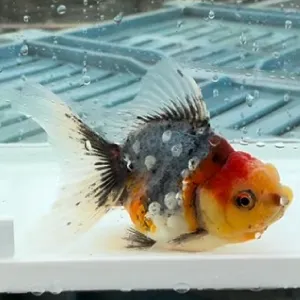 五色東錦