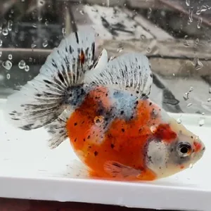 江戸地金