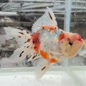 東錦