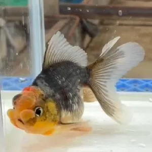 五色東錦