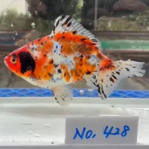 ドラゴン和金