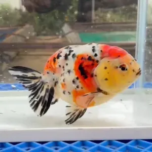 江戸錦