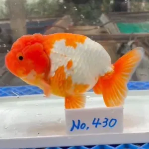 らんちゅう