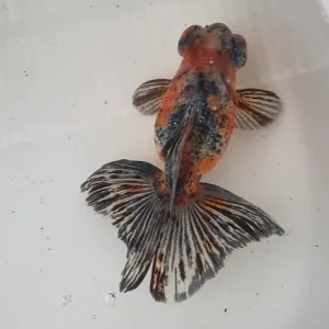 蝶尾
