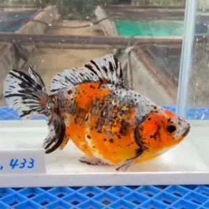 五色江戸地金