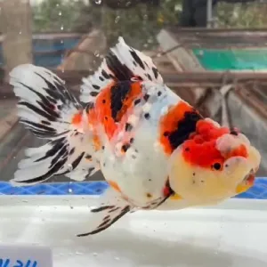 東錦