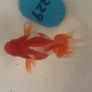 琉金