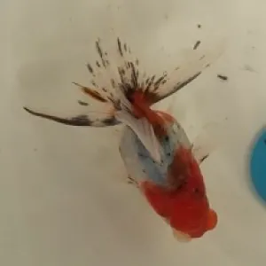 東錦