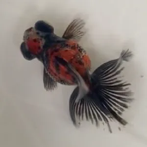 蝶尾