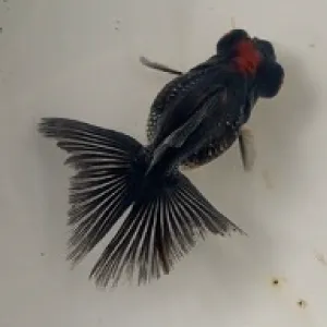 蝶尾