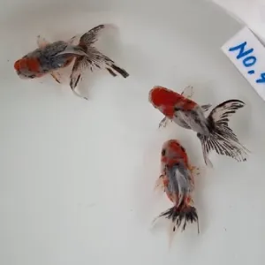 五色東錦