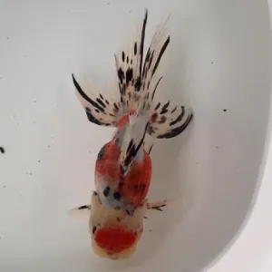 東錦
