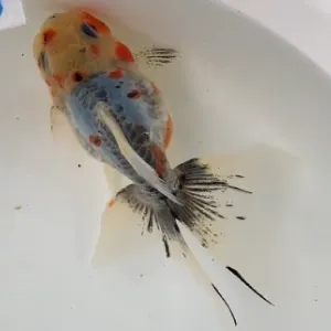 ドラゴン東錦